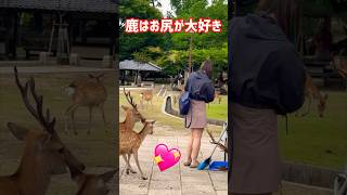 【外国人の反応】鹿はお尻が大好き💖外国人観光客🦌奈良公園 [upl. by Arratal760]