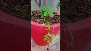 How to care araucaria plant How to grow araucaria plant youtubeshorts garden fertilizer 👉🌱🌿🌱🌿 [upl. by Asalocin69]