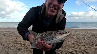 Three Species at Slapton Sands [upl. by Akkire]