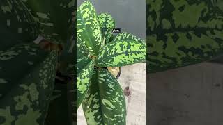 Homalomena Camouflage  Indonesiaplantscom  Tropical Houseplants [upl. by Atiras42]