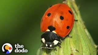 The Stunning Life Cycle Of A Ladybug  The Dodo [upl. by Gnilrets]