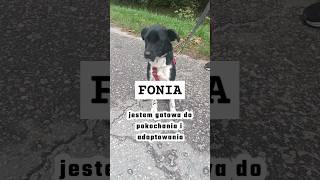 FONIA  jest gotowa do pokochania i adoptowania  czytaj opis  pies adoptme wolontariat dog [upl. by Ylram]