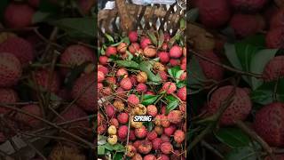 Processing Lychee Wine shorts [upl. by Bohun884]