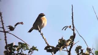 Whinchat  St Mary’s airport [upl. by Kevina]