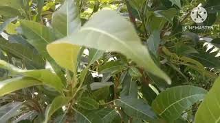 Amazing facts about Pilcan Bori Plant [upl. by Anyk]