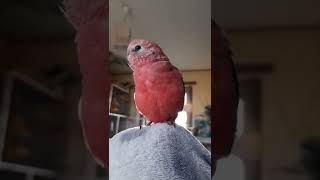 Rosey bourke parakeet singing [upl. by Amaty549]