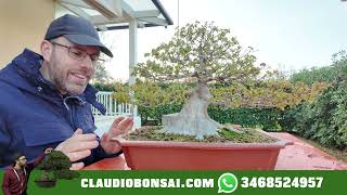 PERCHÈ NON DEVI TOCCARE IL BONSAI IN QUESTO PERIODO [upl. by Ahseiym]