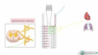 sympathetic innervation of skin vasomotor pseudomotor pilomotor and splanchnic innervation [upl. by Torry]