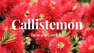 Callistemon Grow and Care Tips [upl. by Anes]