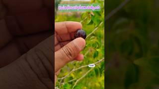 Rain forest plum taste review  Eugenia candolleana  exoticfruitplantstropicalfruit rarefruit [upl. by Strader870]