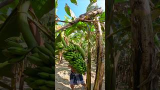 How bananas are cut food  episode 2325 food shorts satisfying trending trend banana [upl. by Enrobso]