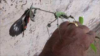 MANTIS EATS BUTTERFLY [upl. by Nikolas780]