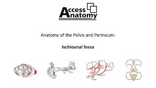 Anatomy of the Pelvis and Perineum 9  Ischioanal Fossa [upl. by Ecirtap]