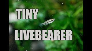 Worlds SMALLEST livebearer Least Killifish [upl. by Tansey]