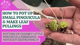 How to Pot Up Delicate Pinguicula amp Make Leaf Pullings [upl. by Hluchy]