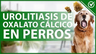 🐕 UROLITIASIS de OXALATO CÁLCICO en perros Causas síntomas tratamiento y prevención 🤕🐕 [upl. by Oilegor867]