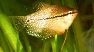 My Pearl Gourami  Mosaikfadenfische 11 [upl. by Ostraw]