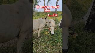 Prem prabhi ka Baras Raha hai virakshorts cow prem gaumata mata cowvideo gaiyameri parivar [upl. by Corsetti]