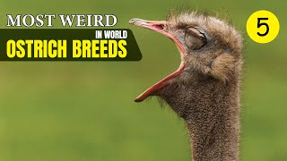 Most Weird Ostrich Breeds In The World  Wild Whim [upl. by Terriss]