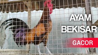 Ayam Bekisar Gacor [upl. by Boris]