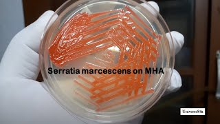 Serratia marcescens growth on MullerHinton agar with pigment expression Demonstration [upl. by Mcloughlin513]