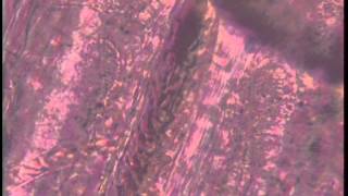 Blood Thur Veins2 Microscopy blood circulating flowing capillaries corpuscles vessel FVSS master Ser [upl. by Stanislaw]