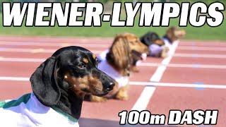 The 100m Dachshund Dash  Wiener Dog Race [upl. by Kordula]