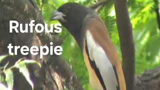 Rufous treepie bird [upl. by Sivlek]