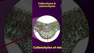 Tissues Class 9  permanent tissues in plants  cbse 9 Biology  chapter 6 NCERT  shorts [upl. by Eatnhoj]