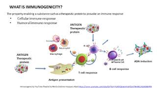 General principles Clinical interpretation of immunogenicity [upl. by Refinej302]