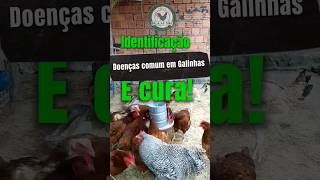 identificação e tratamento de doenças em galinhas falaaesial [upl. by Oderfliw585]