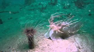 Tube Anemone attacked by Spanish Dancer [upl. by Somerset]