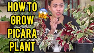 HOW TO GROW PICARA PLANT  CARE TIPS [upl. by Allenaj]