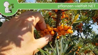 Sanddorn  FrüchteSamen  190818 Hippophae rhamnoides  Baum Früchte Bestimmung [upl. by Dominica]