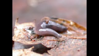 Not all flatworms are bad [upl. by Trici973]