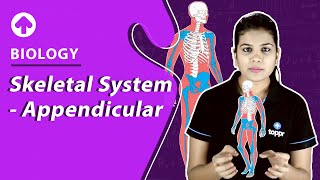 Skeletal System  Appendicular  Biology [upl. by Peskoff30]