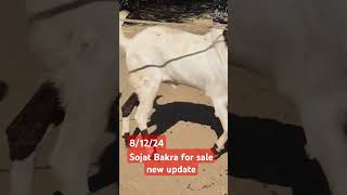 Sojat Bakra for sale new update812249870046927viral Govandi Mumbai [upl. by Anecuza678]