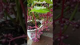 Medinilla Magnifica  Rose Grape [upl. by Dagney]