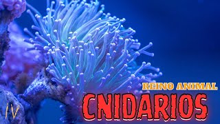 REINO ANIMAL  CNIDARIOS [upl. by Queri]