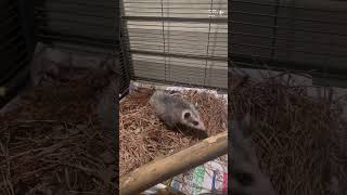 Opossums like leaf litter [upl. by Thomasin]