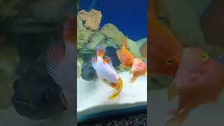 Red Devil Cichlid vs Parrot Cichlid [upl. by Briana]