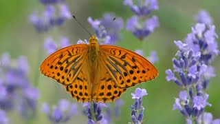 Dostojka malinowiec perłowiec malinowiec Argynnis paphia  samiec i samica 4K [upl. by Ayrotal312]