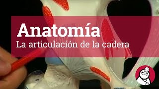 Anatomía La articulación de la cadera [upl. by Rothmuller274]