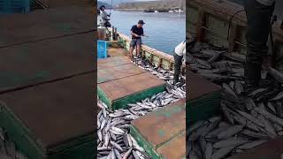 Rodfishing process of saury [upl. by Aihsiyt]