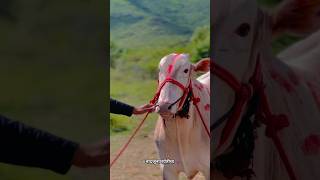 Piston 🫶 नादकरापणआमचाकुठं cow bailgadasharyat नादजुनाशर्यतीचा bullnaadekachbailgadasharyat [upl. by Panchito993]