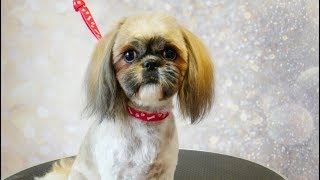 Grooming Guide  Grooming Shih Tzu Face with Long Ears 29 [upl. by Azrim448]