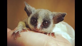 Senegal GalagoSenegal bushbaby  Cute Tiny Monkey [upl. by Eirrot]