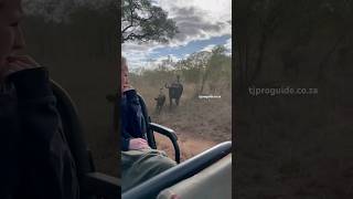 Lions and Buffalo too close safariwildlife animals shortsvideo shortsfeed shorts viralvideo [upl. by Aiuqcaj]