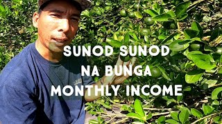 SIKRETO PAANO MAGPABUNGA NG MARAMI SUNOD SUNOD BAWAT BUWAN [upl. by Alfonzo]