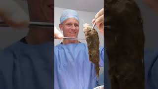 Vet Pulls Out NEVERENDING HAIRBALL from Cats Stomach  Bondi Vet shorts [upl. by Amalita]